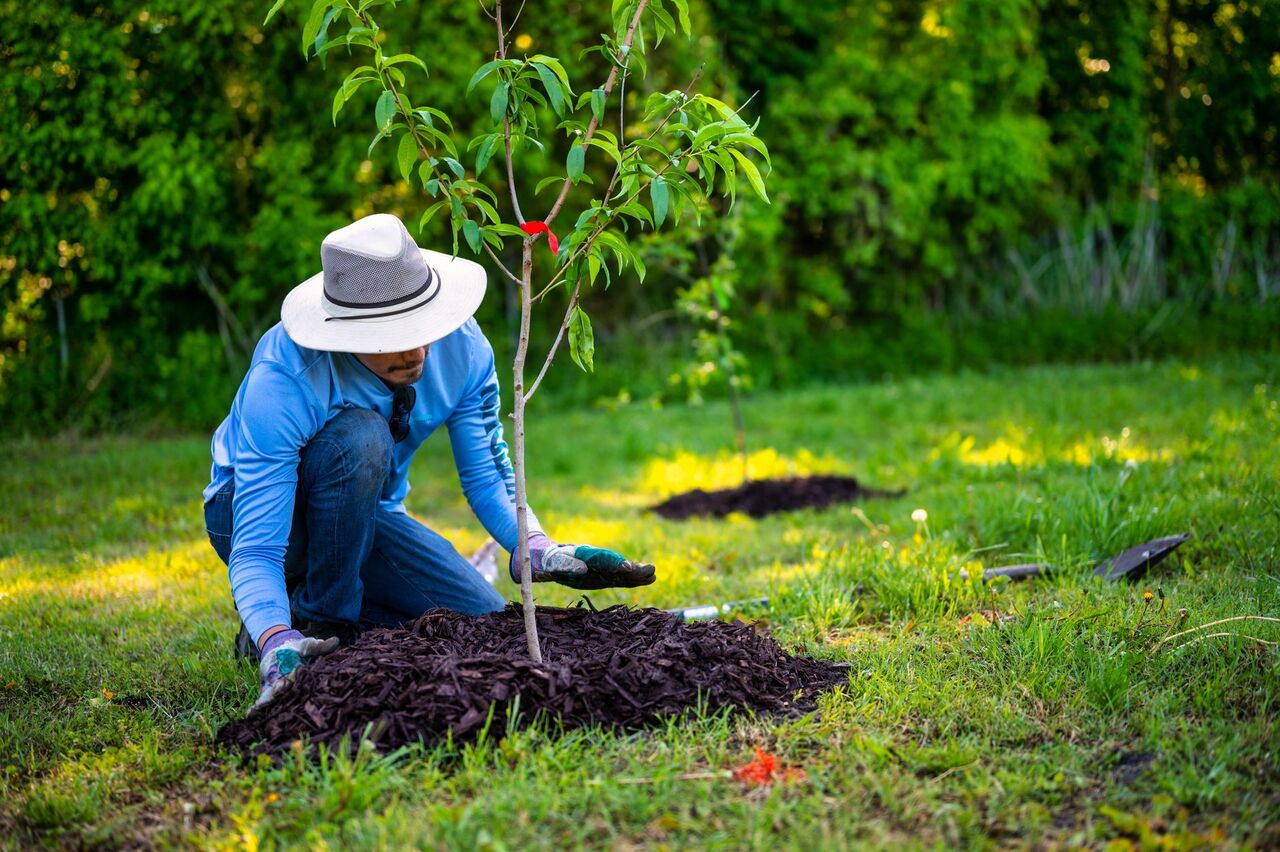 Fresh mulch laid in a landscaped bed around a young tree