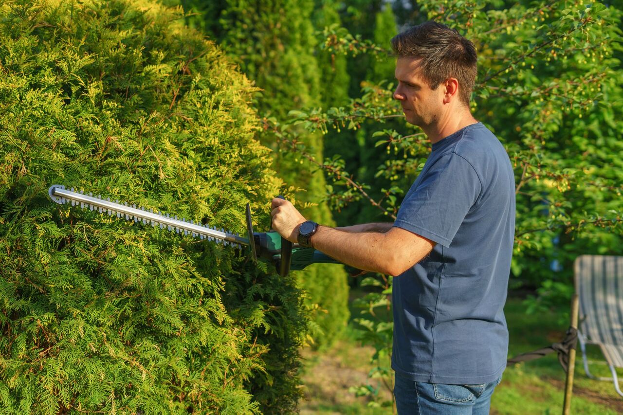 Hedge being shaped with a powered hedge trimmer