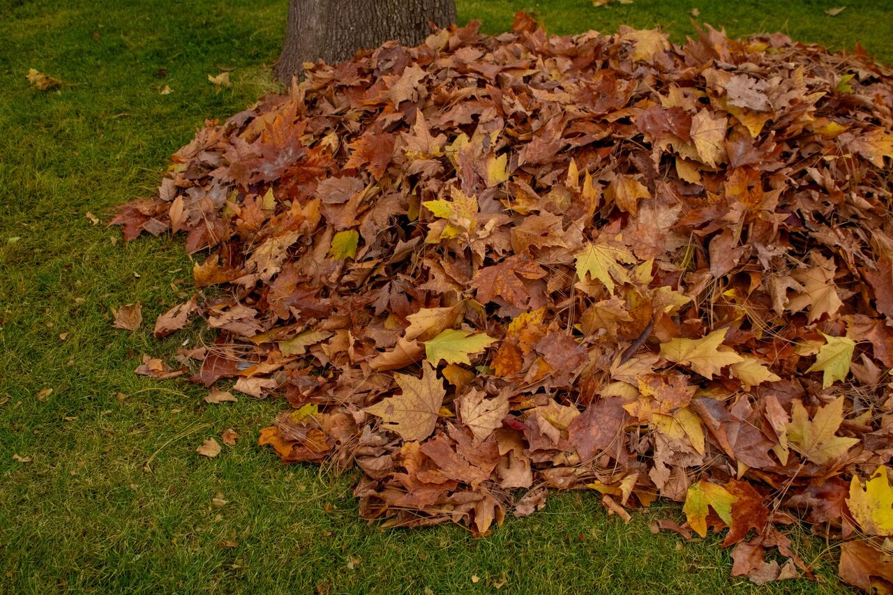 Pile of raked autumn leaves on a lawn during a fall cleanup